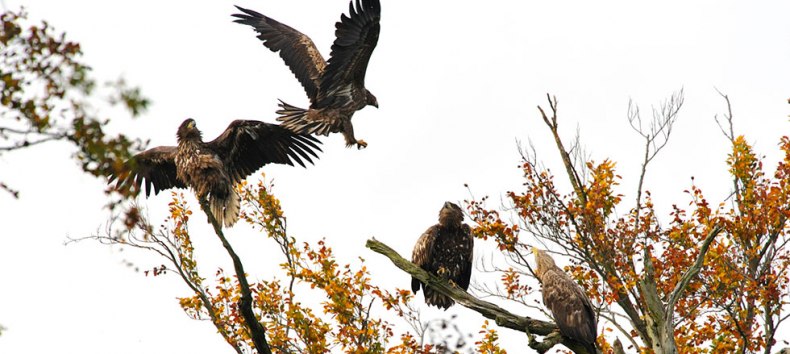 © www.naturfotografie-roman-vitt.de