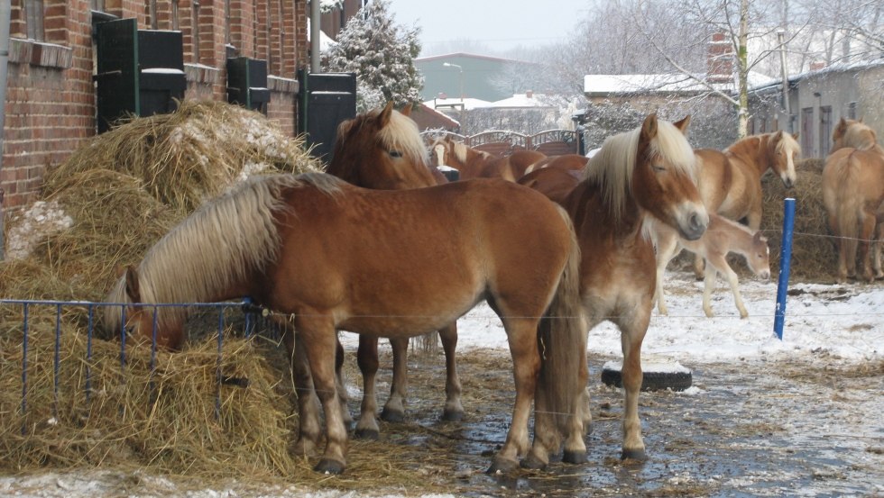 Ummanzer Haflinger, © Haflingerzucht Ummanz-Rügen/Briesemeister