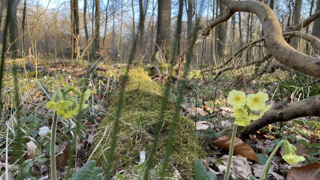 Cowslip 2, © TZ Südliche Boddenküste