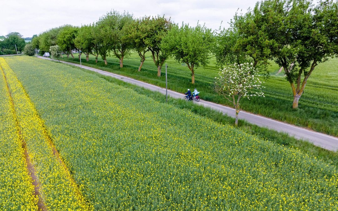 Langs de koolzaadvelden, © TMV/Gänsicke