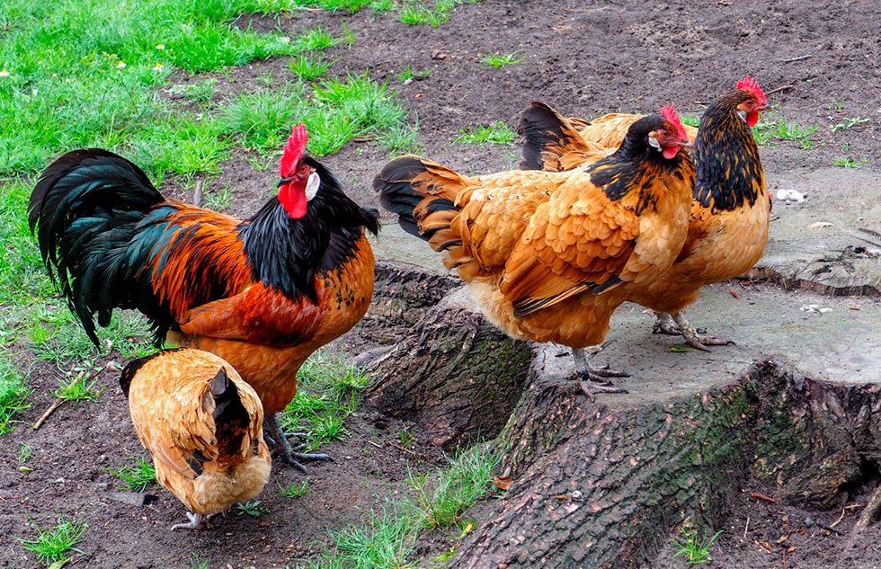 Oude kippenrassen, © Freilichtmuseum Klockenhagen Oude kippenrassen, © Freilichtmuseum Klockenhagen