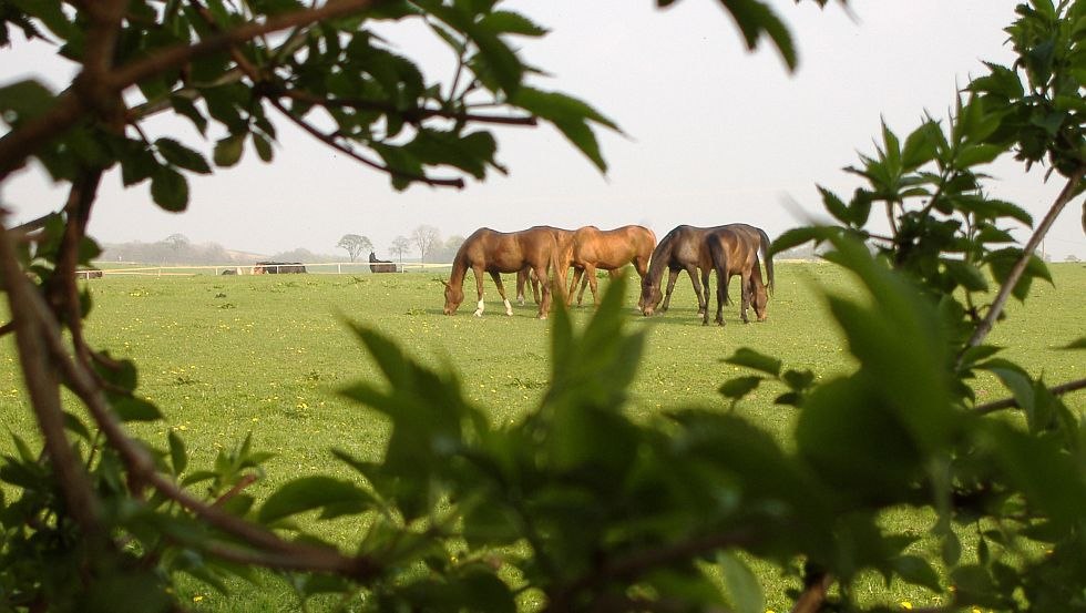 Vakantie- en manegebedrijf Landgut Lischow: Onze paarden grazen in het prachtige groen, © Ferien- und Reiterhof Landgut Lischow/Schröder