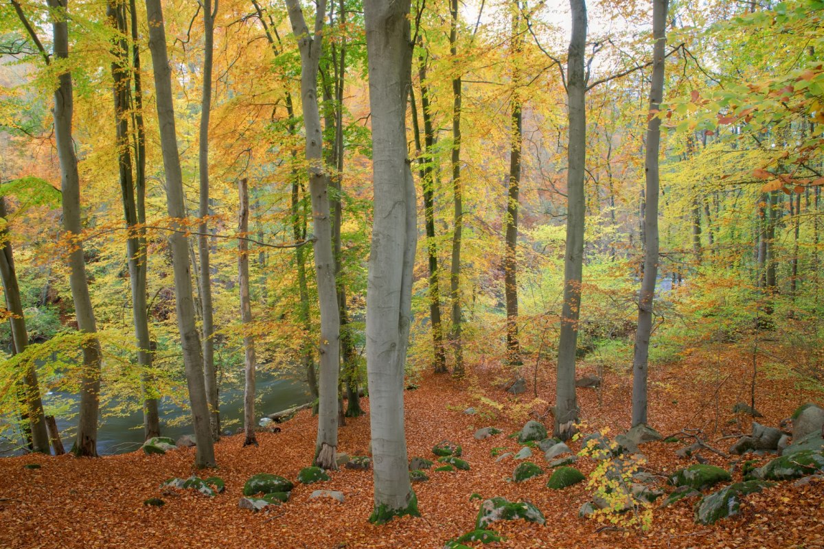 Jesień w przełomowej dolinie Warnow // © Ulf Pipping Jesień w przełomowej dolinie Warnow // © Ulf Pipping