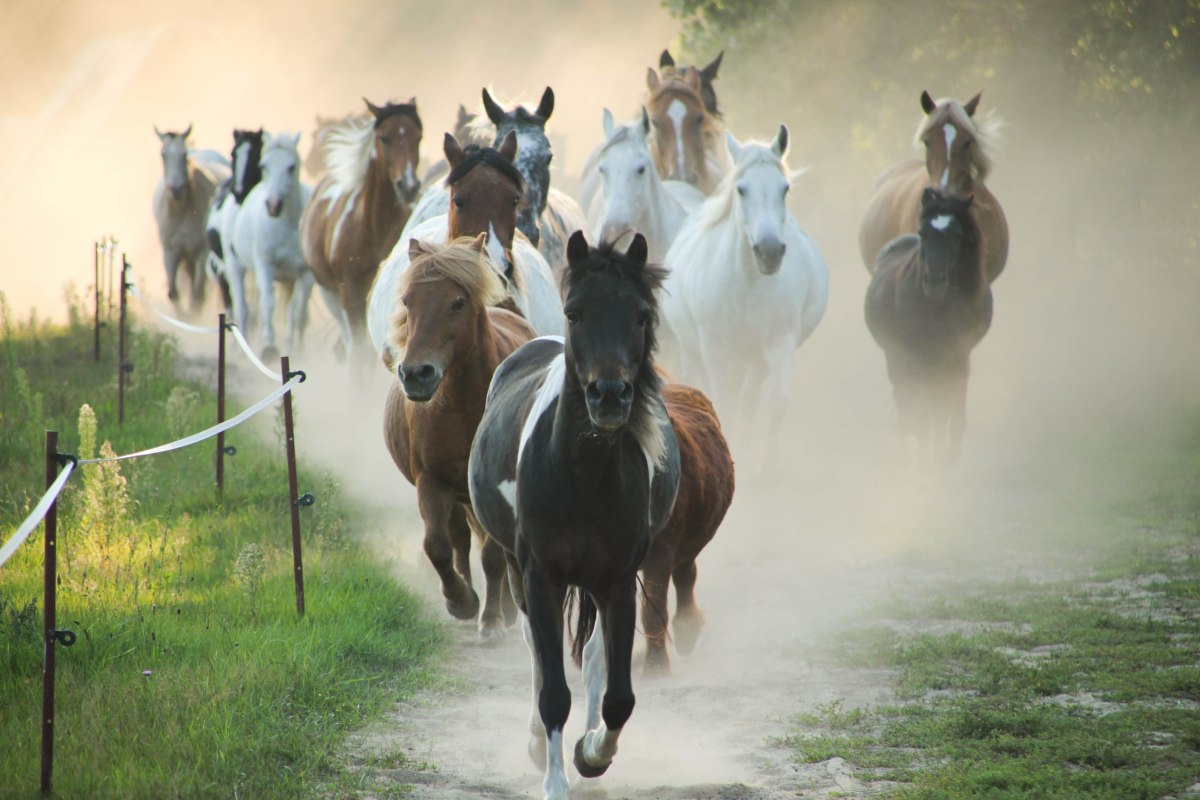 Herd of ponies at the horse farm Zislow. // &copy; Pferdehof Zislow
