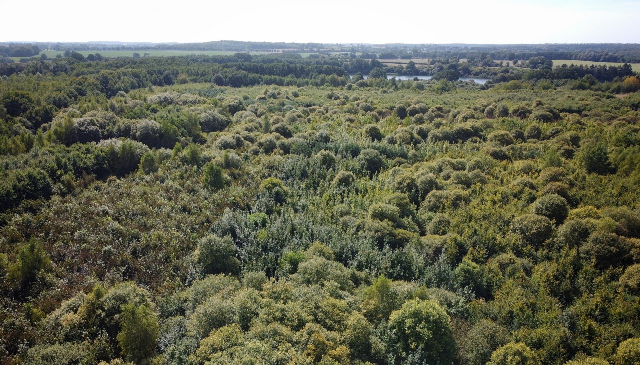 Klimatyczny leśny rezerwat biosfery Schaalsee, © Landesforst MV