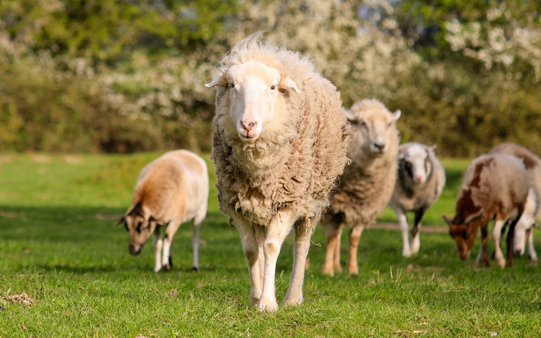 04_Land-der-Tiere_Schaf_Ramona, © Land der Tiere