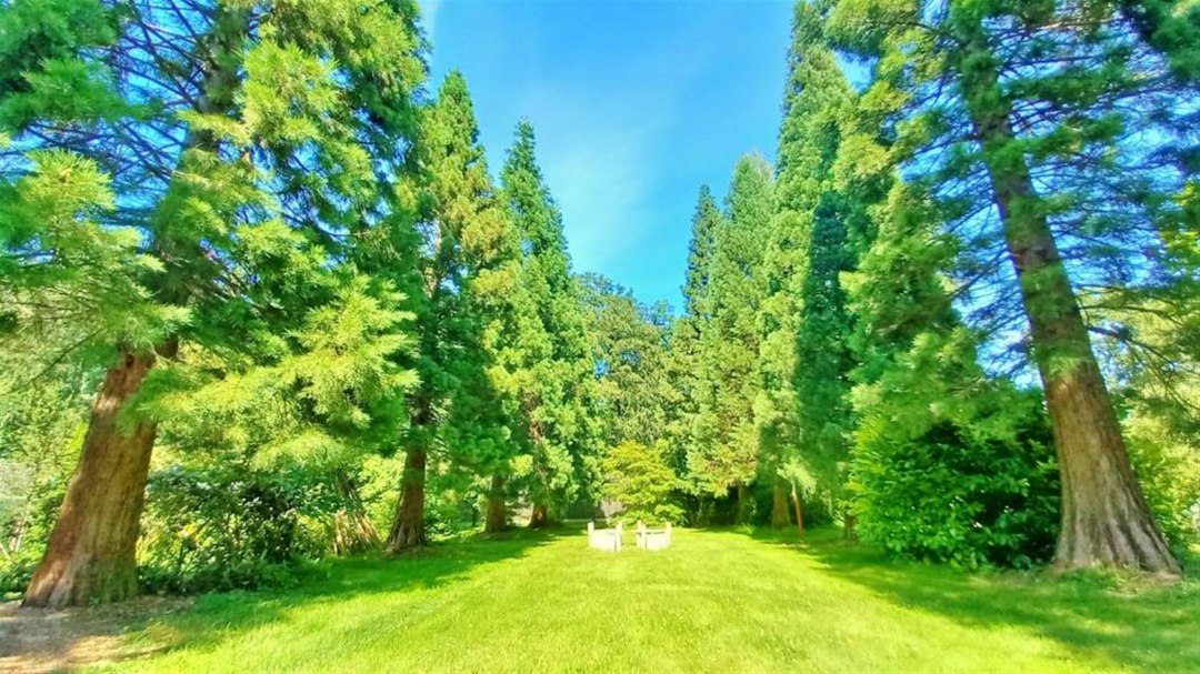 Baltic Sea redwood avenue in the park of the Baltic Sea Hotel-Pension, &copy; Ostsee Hotel-Pension