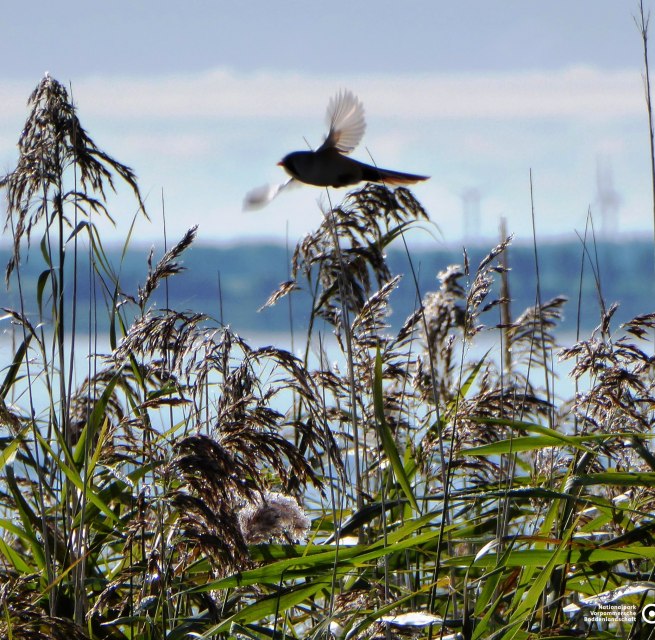 &copy; Nationalparkamt Vorpommern