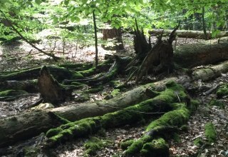 Rondleiding door het UNESCO werelderfgoed "Oude beukenbossen"., © Otto Woit