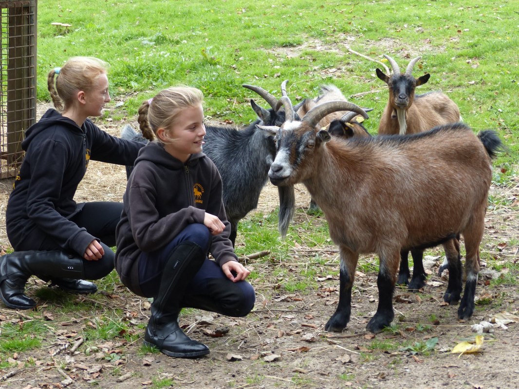 In the stable you will not only see horses, but also goats, among other things, &copy; de