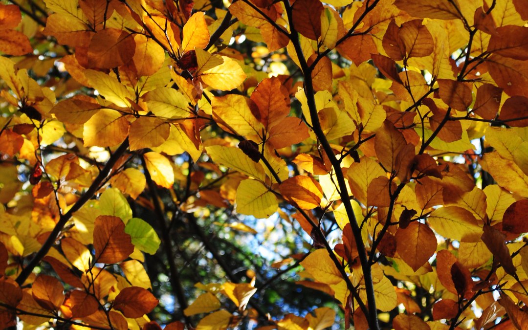 herfstbladeren_susanne_hoffmeister, © S. Hoffmeister, Biosphärenreservatsamt Schaalsee-Elbe