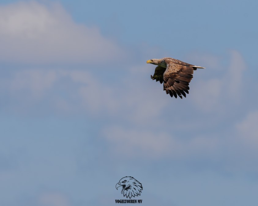 White-tailed eagle, © Vogeltouren MV