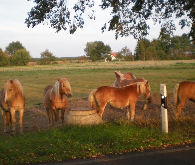 The Haflingers of the Haflingerhof-Tack are waiting for you // &copy; Haflingerhof Tack/ Volker Tack