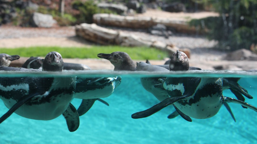 Pingwiny w Polarium w zoo w Rostocku, © Zoo Rostock/Braun