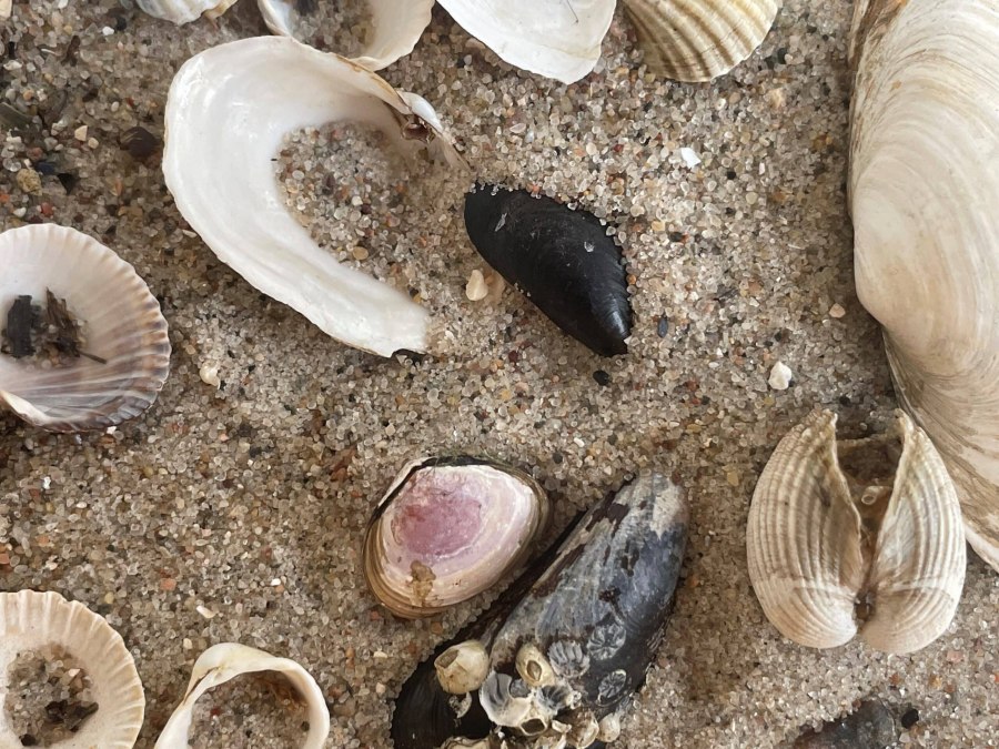 NatureWorkshop: Kreatywne rzeczy z flotsam i jetsam, © Erlebnis Akademie AG/NEZR