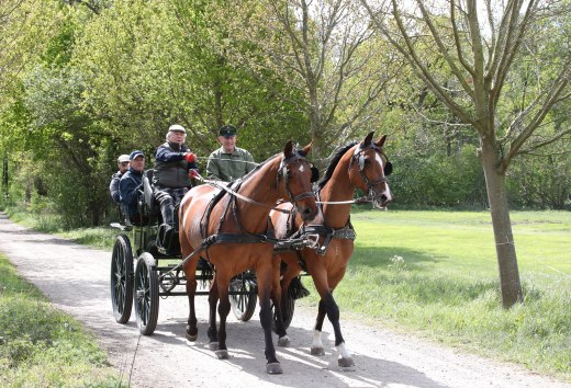 Leer koetsen rijden bij Redefin State Stud, © TMV/Pantel