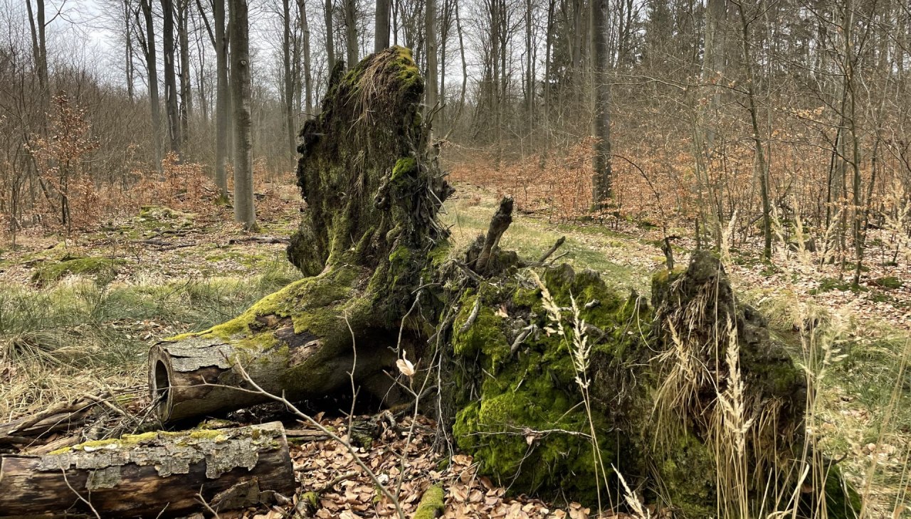 totholz, © Britta Daedelow-Seydl totholz, © Britta Daedelow-Seydl