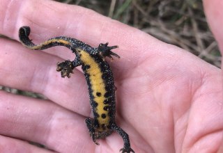 Crested Newt // &copy; Elke Jander