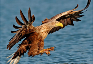 &copy; Seeadler.PNG