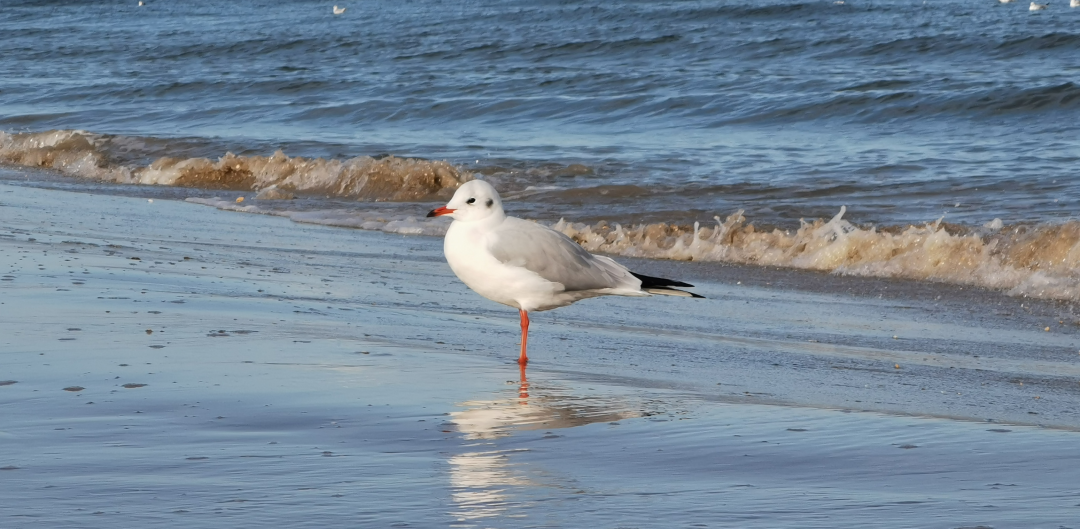 © Lachmöwe © Lachmöwe