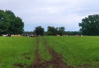 Pasture cattle relax in the greenery. // &copy; A. Rossnagel