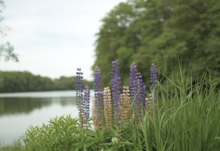 &copy; P. Sensenhauser