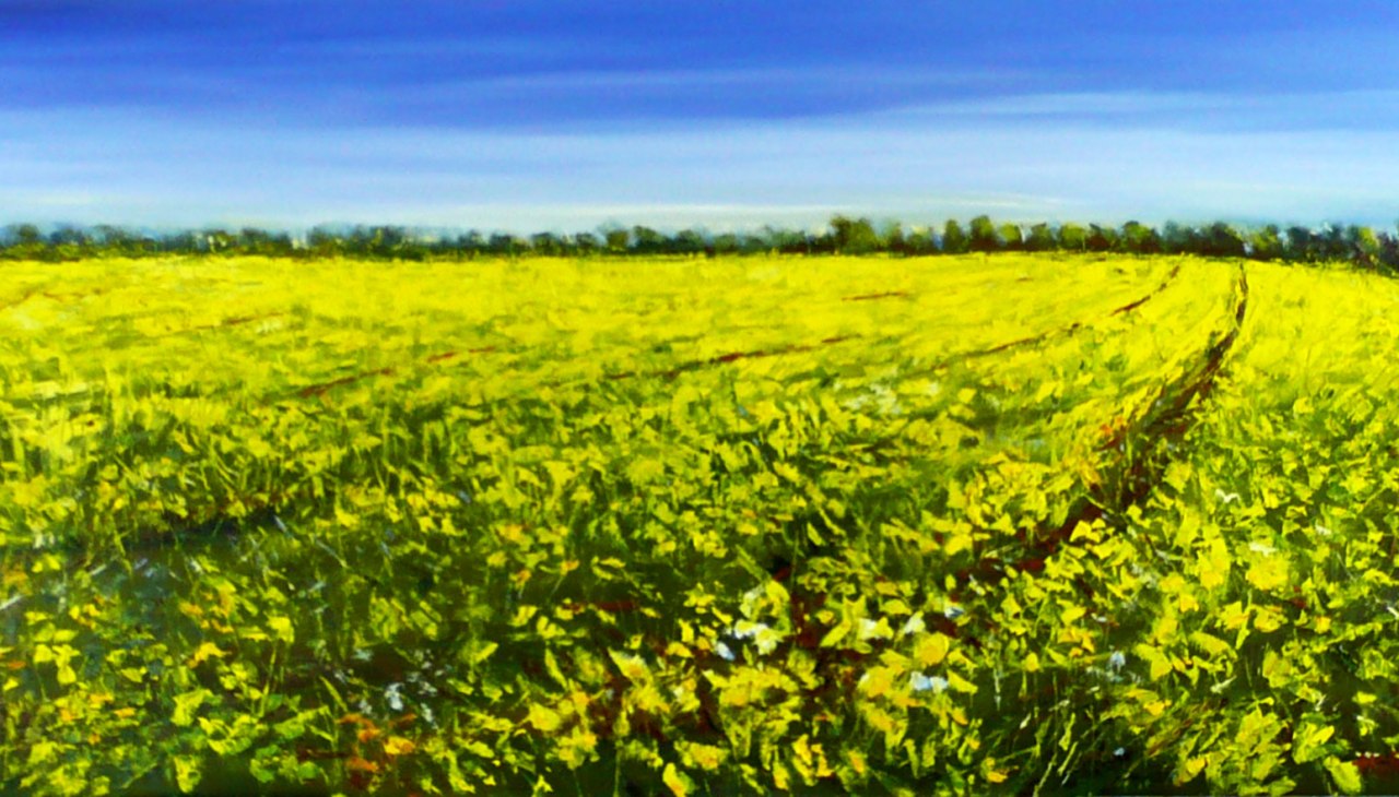 Rzepak, © Matthias Heinz