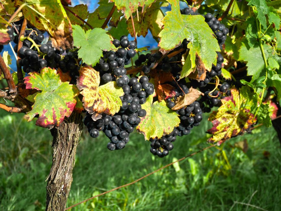 Rattey Castle Winery, © Weingut Schloss Rattey | Inselmühle Usedom GmbH
