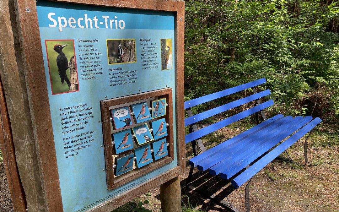 Discover woodpecker species in the Fuhlendorf Forest, © TZ Südliche Boddenküste