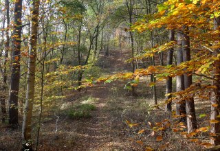 Hiking trail through an autumnal notch valley // © D. Foitlänger, Biosphärenreservatsamt Schaalsee-Elbe Hiking trail through an autumnal notch valley // © D. Foitlänger, Biosphärenreservatsamt Schaalsee-Elbe