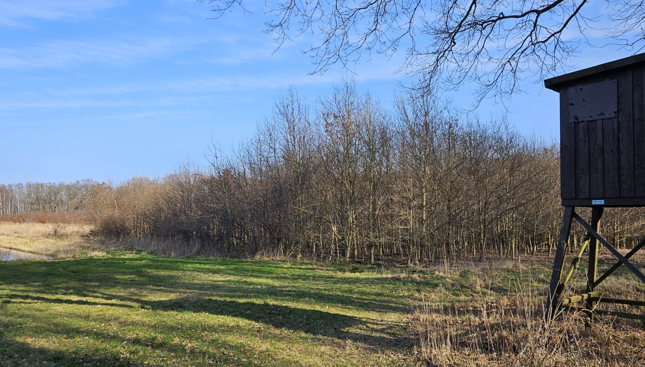 Sinds 2011 groeien er bomen in de Klimawald Koserow (eiland Usedom)., © Landesforst MV