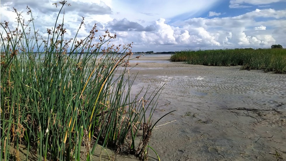Met riet begroeid stuk strand op de Wohlenberger Wiek, © Sabine Stöckmann