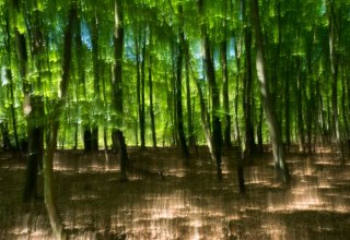 Darss Forest // &copy; Vogl