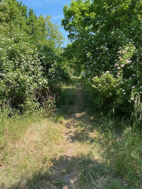 Runda z alpaką, &copy; Touristinformationen Wesenberg & Mirow, Mecklenburgische Kleinseenplatte