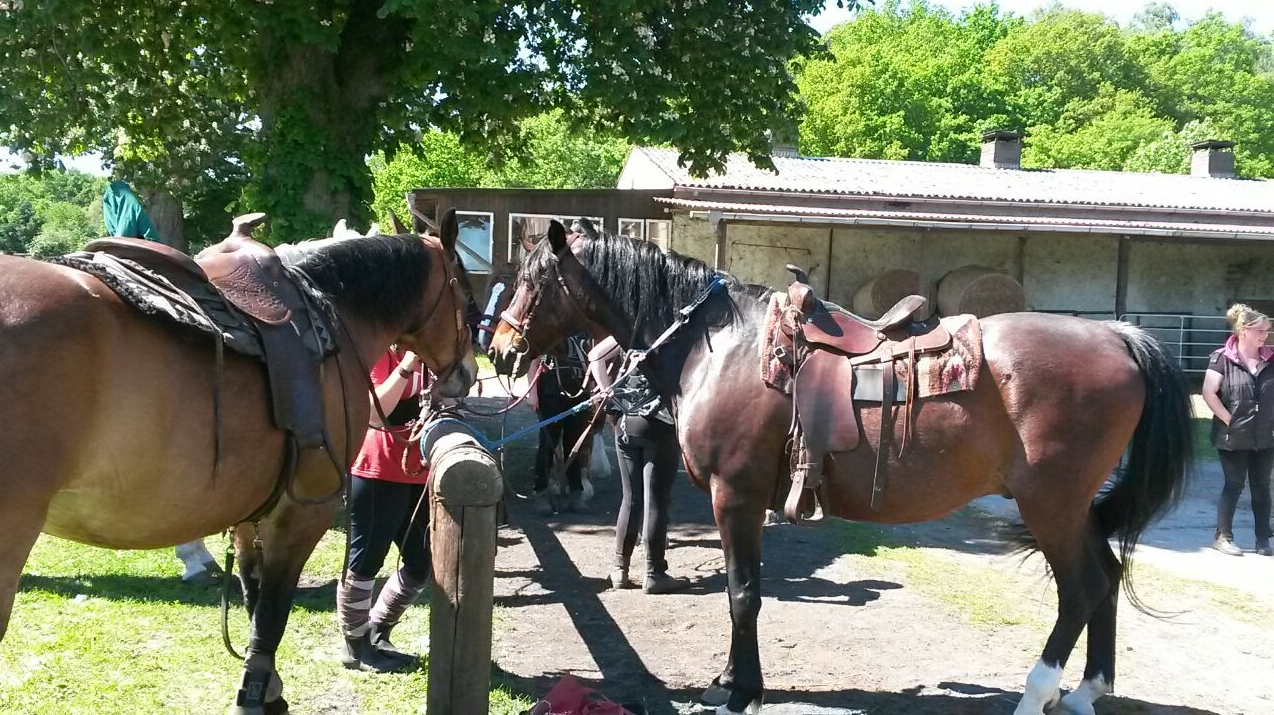 stajnie-dobbertin, &copy; MP Horse Stables Dobbertin/ Maria Michaelis