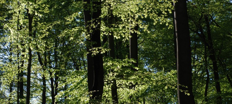 Beech forest // &copy; U. Me&szlig;ner
