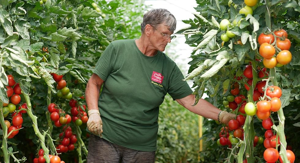Tomatoes in 5200m² greenhouse // © Bio-Gärtnerei Watzkendorf Tomatoes in 5200m² greenhouse // © Bio-Gärtnerei Watzkendorf