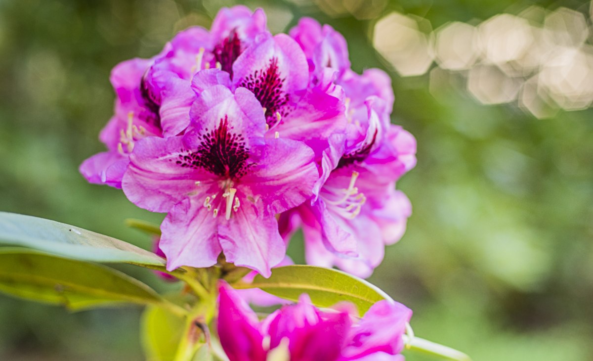 Rhododendron Park Festival | Een feest voor de zintuigen: betoverende bloesems, culturele lekkernijen en marktdrukte., © André Pristaff / Tourismus- und Kur GmbH Graal-Müritz Rhododendron Park Festival | Een feest voor de zintuigen: betoverende bloesems, culturele lekkernijen en marktdrukte., © André Pristaff / Tourismus- und Kur GmbH Graal-Müritz