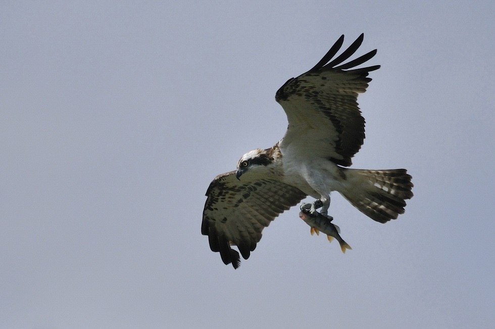 Visarend met gevangen baars in het Nationaal Park Müritz, © Roman Vitt
