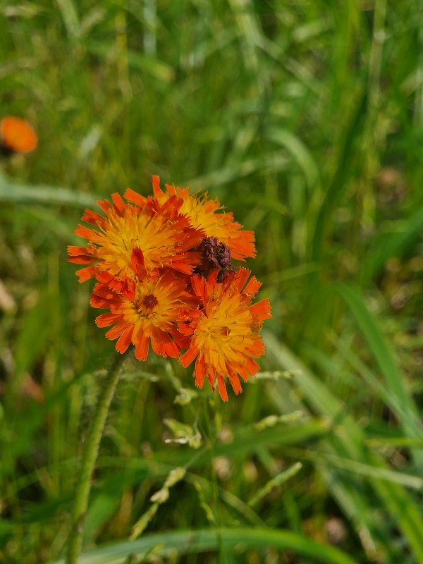 Rys. 4: Jastrzębiec pomarańczowy (Hieracium aurantiacum) to neofita, kt&oacute;ry często dziczeje w naszych ogrodach. // &copy; U. Jueg