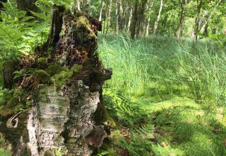 Im Schwing-Moor // © np-msk Im Schwing-Moor // © np-msk