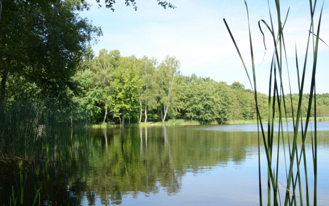 Stawy karpiowe w pobliżu Voigtsdorf, © Tourismusverband Mecklenburg-Schwerin
