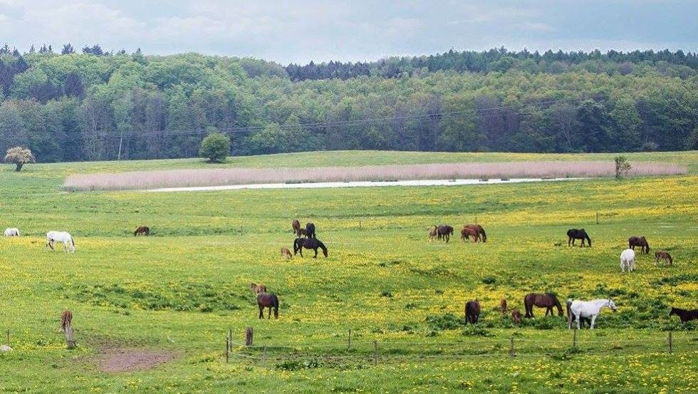On the pastures of Gest&uuml;t Ganschow broodmares with their foals, weanlings and pensioners can enjoy their lives, &copy; Gest&uuml;t Ganschow