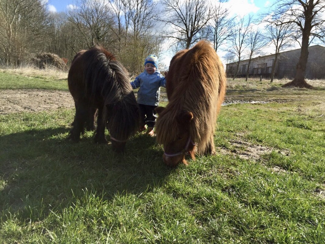 Po wcześniejszym uzgodnieniu możliwe są również przejażdżki na kucykach // © © Hannas Ranch Po wcześniejszym uzgodnieniu możliwe są również przejażdżki na kucykach // © © Hannas Ranch
