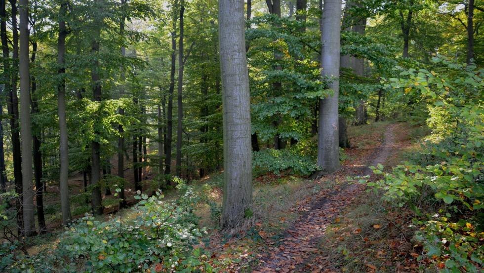 Szlak turystyczny na Reiherberg // &copy; Kurverwaltung Feldberger Seenlandschaft