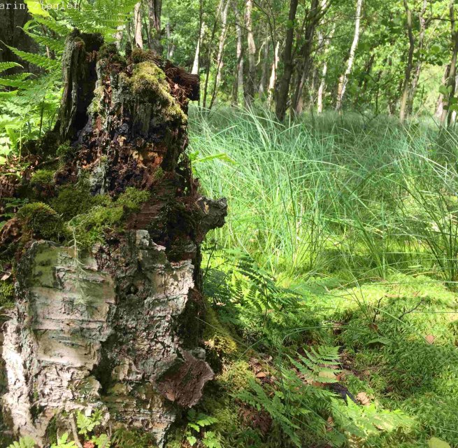 Im Schwing-Moor // © np-msk Im Schwing-Moor // © np-msk