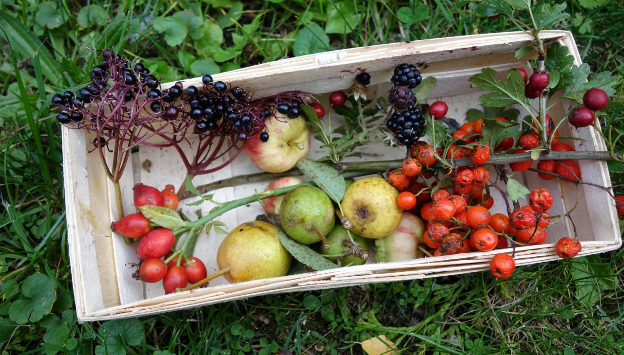 Wędr&oacute;wka po dzikich owocach, &copy; Naturerlebnisverein R&uuml;gen e.V.