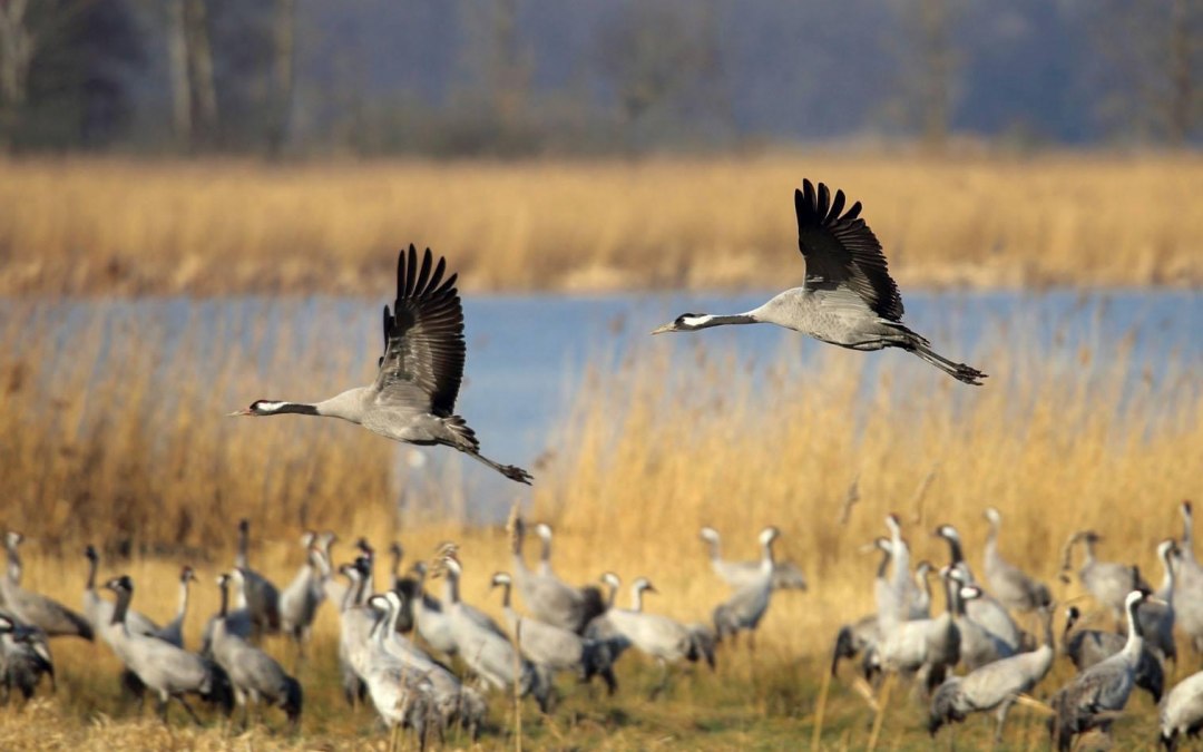 Bodden tour met de Zingst rederij, © Südliche Boddenküste