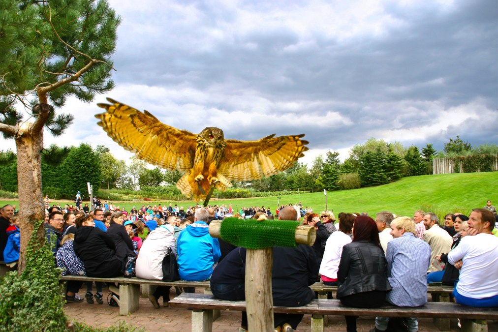 Eagle owl in the air show, &copy; @ Vogelpark Marlow