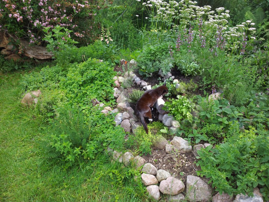 Różne rośliny zielarskie z najdłużej żyjącym kocurem, © Heike Voigt - Edle Tropfen Kräuterspezialitäten Różne rośliny zielarskie z najdłużej żyjącym kocurem, © Heike Voigt - Edle Tropfen Kräuterspezialitäten